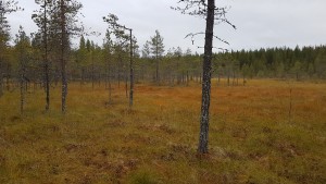 Hangasvaara-syksy-2017
