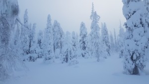Valtavaara_2018