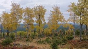Ruskakuva